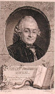 Portræt af Johann Friedrich Meckel (1724-76) graveret af John Schleuen (fl.1740-74) (stik) af Anton (after) Graff