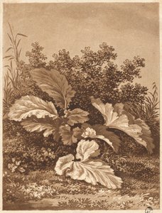 En undersøgelse af blade, ca. 1800. af Anton Balzer