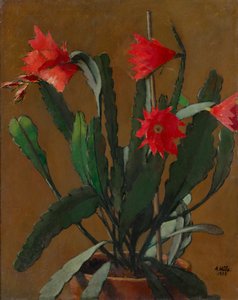Stilleben med en blomstrende kaktus