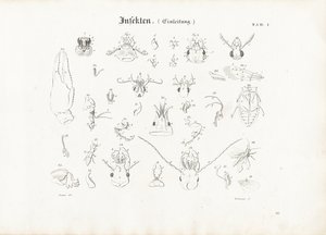 Insekters anatomi