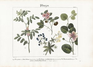 Farveplanter og kapersbusk