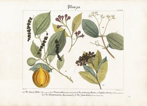 Økonomisk vigtige krydderiplanter