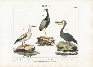 Trompeter, albatros og pelikan