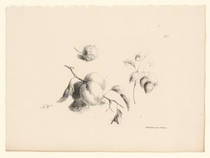 Abrikoser og jordbær Blomster og frugter (serietitel)