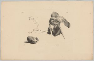 Amaryllis og valnødder Blomster- og frugtstudier (...) 3. afsnit (serietitel)