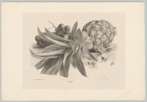 Ananas og druer Blomster- og frugtstudier (...) 10. afsnit (serietitel) af Anton Weiss