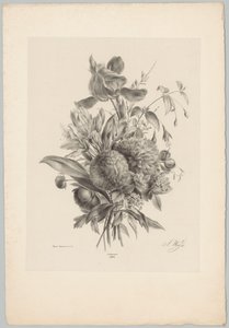 Nelliker og liljer Blomster- og frugtstudier (...) 10. afsnit (serietitel) af Anton Weiss