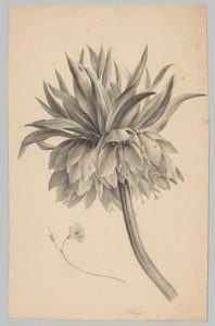 Blomst på stilken Blomster- og frugtstudier (...) 3. afsnit (serietitel)