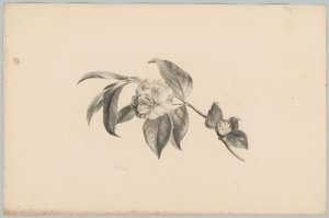 Blomster Blomster- og frugtstudier (...) 3. afsnit (serietitel)