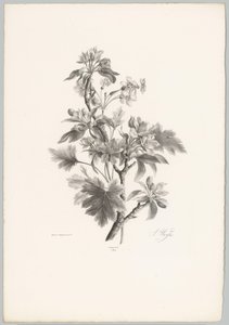 Blomster på gren Blomster- og frugtstudier (...) 10. afsnit (serietitel) af Anton Weiss