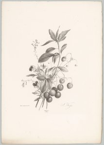 Blomster, jordbær og kirsebær Blomster- og frugtstudier (...) 10. afsnit (serietitel)