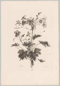 Blomster med torne Blomster- og frugtstudier (...) 10. afsnit (serietitel) af Anton Weiss
