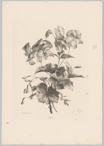 Forskellige blomster Blomster- og frugtstudier (...) 10. afsnit (serietitel) af Anton Weiss