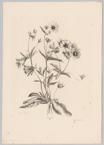 Forskellige blomster Blomster- og frugtstudier (...) 10. afsnit (serietitel) af Anton Weiss