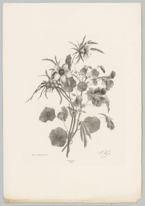 Forskellige blomster Blomster- og frugtstudier (...) 10. afsnit (serietitel) af Anton Weiss