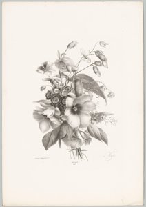 Forskellige blomster Blomster- og frugtstudier (...) 10. afsnit (serietitel) af Anton Weiss