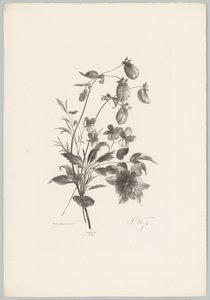 Forskellige blomster Blomster- og frugtstudier (...) 10. afsnit (serietitel) af Anton Weiss