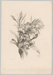 Forskellige blomster Blomster- og frugtstudier (...) 10. afsnit (serietitel) af Anton Weiss
