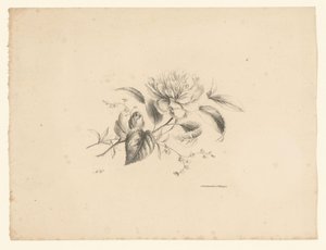 Forskellige blomster Blomster og frugter (serietitel)