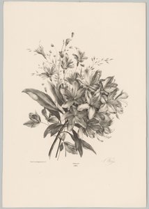 liljer Blomster- og frugtstudier (...) 10. afsnit (serietitel)