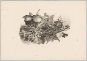 Passionsblomster og blade Blomster- og frugtstudier (...) 10. afsnit (serietitel) af Anton Weiss