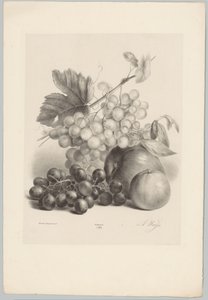 Røde og hvide druer og æbler Blomster- og frugtstudier (...) 10. afsnit (serietitel)