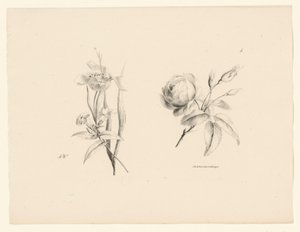 Rose og anden blomst Blomster og frugter (serietitel) af Anton Weiss