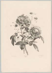 Rose og nellike blomst Blomster- og frugtstudier (...) 10. afsnit (serietitel) af Anton Weiss