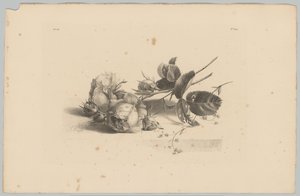 roser Blomster- og frugtstudier (...) 3. afsnit (serietitel)