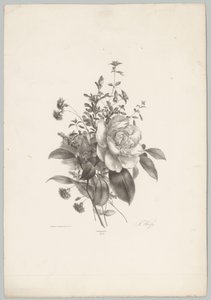 Roser, nelliker og fuchsia Blomster- og frugtstudier (...) 10. afsnit (serietitel) af Anton Weiss