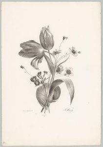 Tulipaner og tusindfryd Blomster- og frugtstudier (...) 10. afsnit (serietitel) af Anton Weiss
