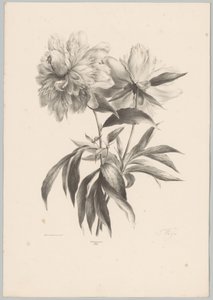 to blomster Blomster- og frugtstudier (...) 10. afsnit (serietitel) af Anton Weiss