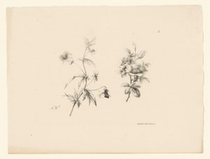 to blomster Blomster og frugter (serietitel) af Anton Weiss