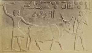 Hellig Tyr ved Saqqara af Antonio Beato