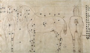 Studie til en hest til et ridemonument (tegning af Antonio Canova