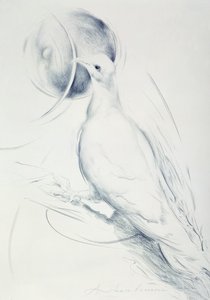 Colomba (kul på papir) af Antonio Ciccone