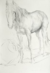 Horse at Coolmore, 1990 (kul på papir) af Antonio Ciccone