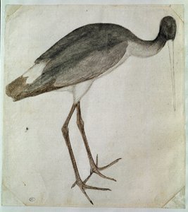 En sort stork stående, vendt mod højre. Tegning af Antonio di Puccio Pisano dit Pisanello (før 1395-1455). Brun blæk, brun vask, grå vask, sort sten, fjer. Mål: 20,8x18,7cm. Louvre, Cabinet dessins af Antonio Pisanello