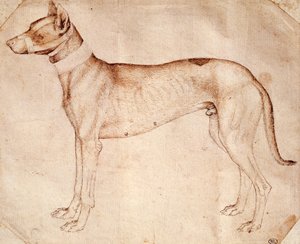 Studie af jagthund af Antonio Pisano kendt som Pisanello (før 1395- ca. 1455), tegning med kuglepen og brunt blæk af Antonio Pisanello