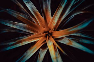 Bromelioideae, 2015 (digitalt foto)
