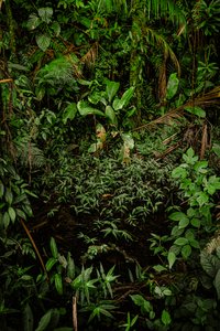 Mantiqueira XLIV, 2015 (digitalt fotografi)