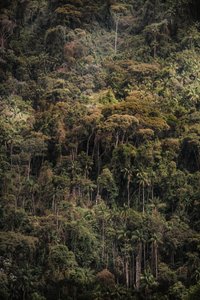 Mantiqueira XXXV, 2015 (digitalt fotografi) af Antonio Schubert