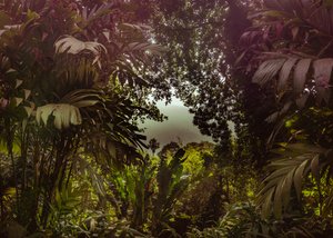 Tijuca Forest XXXVII, 2024 (digitalt fotografi)