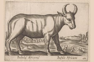 afrikansk bøffel Bubalus Africanus/ Bufalo Africano (titel på objektet) Dyr og mytiske væsner (serietitel) Nova raccolta de li animali piu curiosi del mondo (serietitel) af Antonio Tempesta