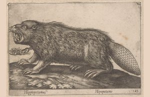 Drikke Flodhest (titel på objekt) Dieren en fablewezens (serietitel) Nova raccolta de li animali piu curiosi del mondo (serietitel)