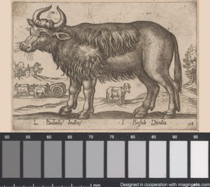 Bøffel L Bubalus Indicus/ I Bufola Dindia (titel på objekt) Dieren en fablewezens (serietitel) Ny samling af verdens mest nysgerrige dyr (serietitel) af Antonio Tempesta