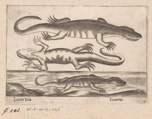 Tre drager Lizard/ Lizard (titel på objekt) Dieren en fablewezens (serietitel) Ny samling af verdens mest nysgerrige dyr (serietitel) af Antonio Tempesta