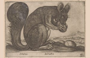 Ekhorn Sciurus/ Sciratto (titel på objekt) Dieren en fabelwezens (serietitel) Nyt nysgerrigt lille dyr i verden (serietitel) af Antonio Tempesta