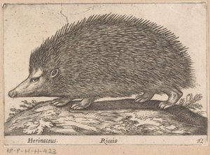 egel Herinaceus/ Riccio (titel på objekt) Dieren en fabelwezens (serietitel) Nova raccolta de li animali piu curiosi del mondo (serietitel)