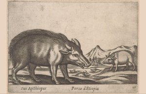 Etiopiske værker Hans Apthiopes/ Etiopisk gris (titel på objekt) Dieren en fabelwezens (serietitel) Nyt nysgerrigt lille dyr i verden (serietitel) af Antonio Tempesta